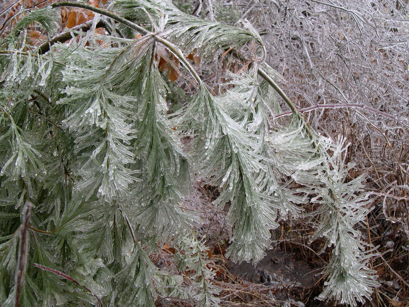 Forest Journal: Icy needles